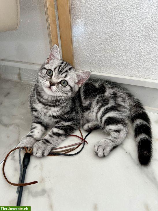 Bild 9: Britisch Kurzhaar Kitten in silber tabby, Whiskas