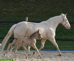Wunderschönes Quarter Horse Fohlen in Sonderfarbe
