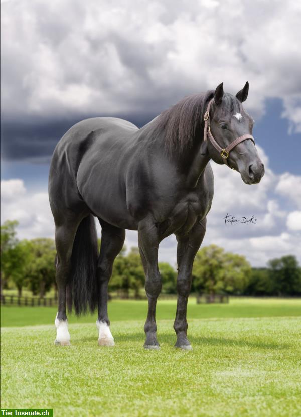 Bild 9: Wunderschönes Quarter Horse Fohlen in Sonderfarbe