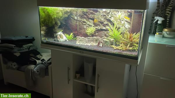 Bild 1: 180 Liter Aquarium mit Möbel, Fische und Inhalt...
