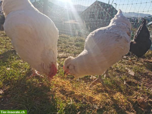 Bild 5: Englische Araucana Grünleger, britisch Lavender Hühner