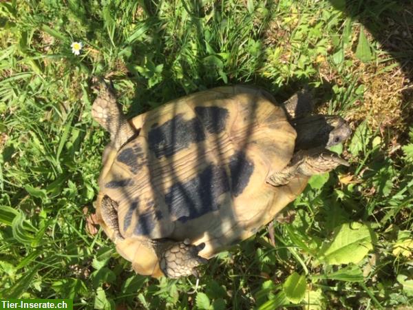 Bild 2: Griechische Landschildkröten Weibchen THB, 13-jährig, Testudo hermanni boettgeri