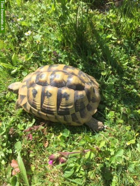 Bild 5: Griechische Landschildkröten Weibchen THB, 14-jährig, Testudo hermanni boettgeri