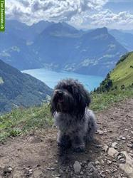 Dog Sharing gesucht in Zürich