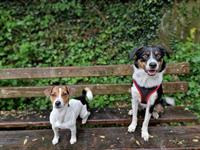 Biete Ferienplätze & Tagesbetreuung für Hunde im Baselland