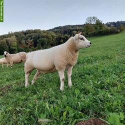 Texel und Kerry Hill Schafe zu verkaufen