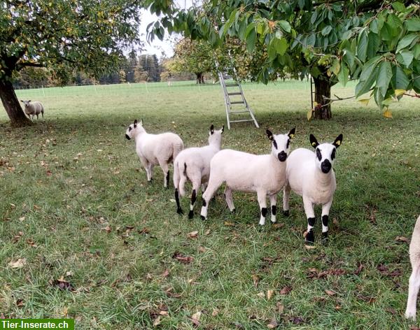 Bild 2: Texel und Kerry Hill Schafe zu verkaufen
