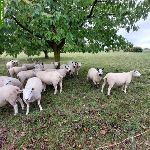 Bild 4: Texel und Kerry Hill Schafe zu verkaufen