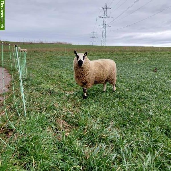 Bild 5: Texel und Kerry Hill Schafe zu verkaufen