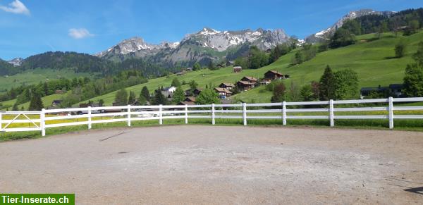 Bild 5: Pferde Platz frei in Offenstall im Obertoggenburg!