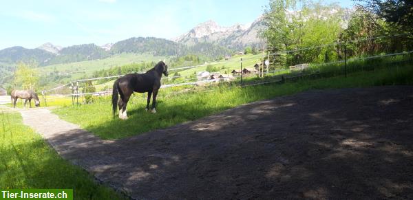 Bild 8: Pferde Platz frei in Offenstall im Obertoggenburg!