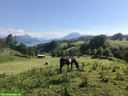 Offenstallplatz frei für leichtfuttriges Pferd, Kanton Schwyz