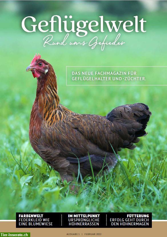 Bild 3: «Geflügelwelt» | das neue Fachmagazin für Geflügelhalter und -Züchter