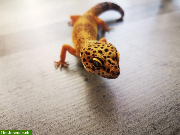 Bild 4: Leopardgeckos abzugeben, Schweizer Nachzuchten