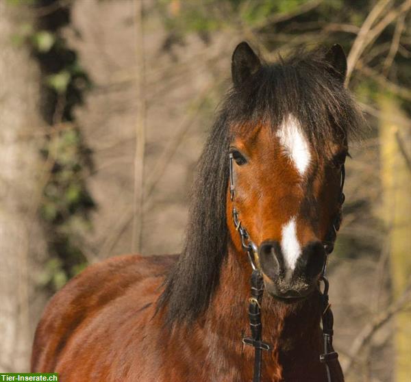 Bild 4: BA-/Reitbeteiligung für Welsh Pony Wallach, ZH-Oberland