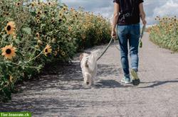 Geführter Hundespaziergang in Weggis LU/Vierwaldstättersee