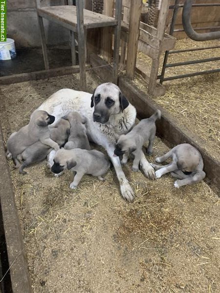 Bild 1: Kangal Herdenschutzhunde Welpen zu verkaufen