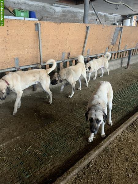 Bild 3: Kangal Herdenschutzhunde zu verkaufen