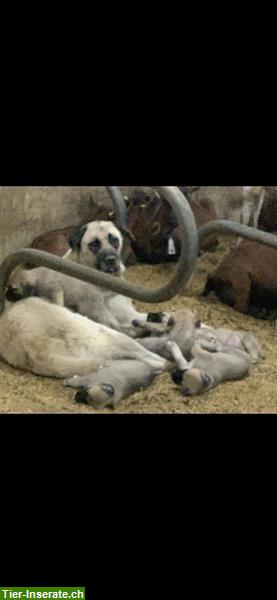 Bild 6: Kangal Herdenschutzhunde zu verkaufen