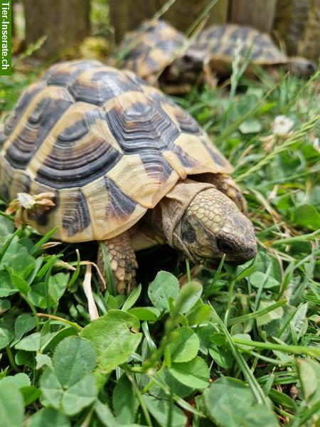 Bild 7: Griechische Landschildkröten THB, Nachzuchten vom Jahr 2018