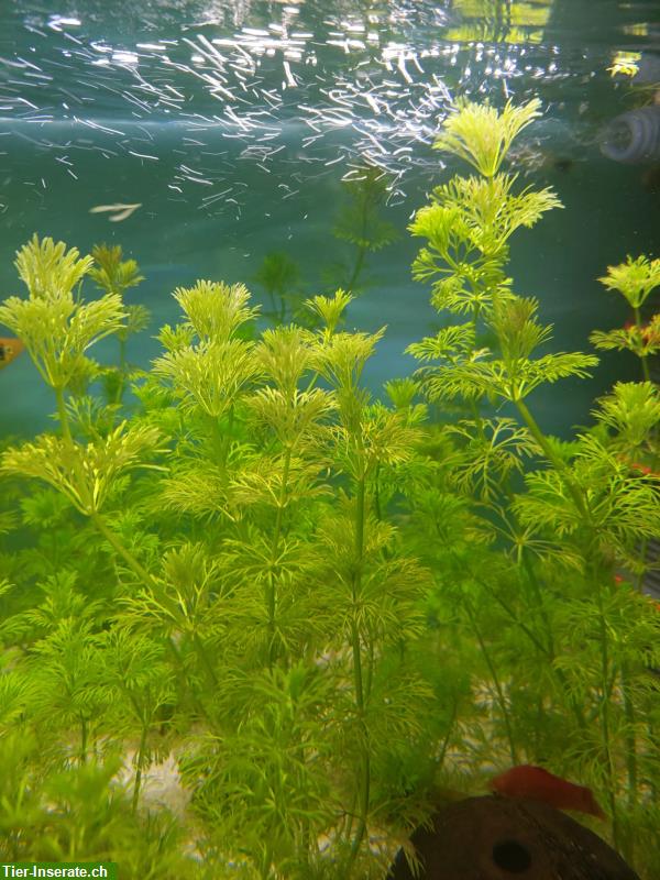 Bild 1: Aquarium Pflanzen Limnophila sessiliflora 20cm