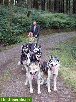 Bild 5: Suche Hundefreunde aus der Umgebung Kirchberg SG