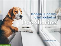 Dog Sharing PLUS | ohne Abo - damit Hunde mehr Gassi gehen können