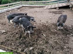 Reinrassige Wollschweine zu verkaufen