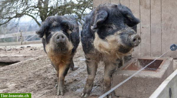 Bild 2: Reinrassige Wollschweine zu verkaufen