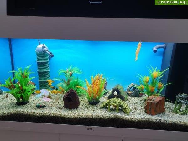 Bild 1: Juwel Aquarium RIO 180 Liter mit Fischen & Zubehör