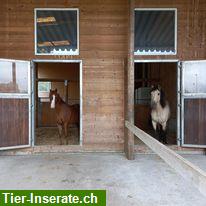 Bild 6: Grosse Auslaufboxen in Schaan, Liechtenstein