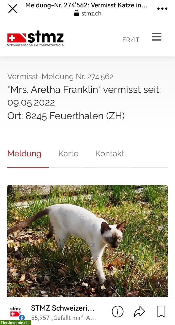 Bild 2: Siamkatze vermisst in Feuerthalen, Schweiz