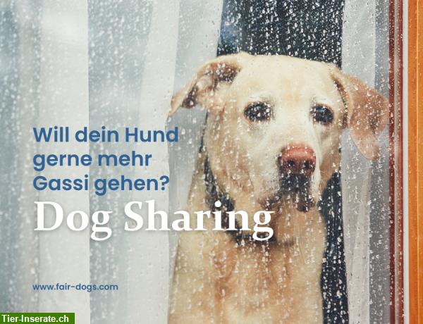 Bild 1: Dog Sharing im Raum Bern, Zürich und St. Gallen
