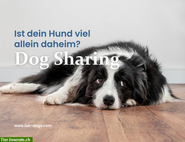 Bild 2: Dog Sharing im Raum Bern, Zürich und St. Gallen