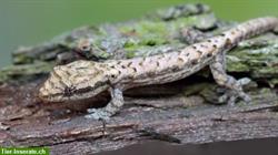 Lebensfreudige Jungferngeckos | Lepidodactylus lugubris abzugeben
