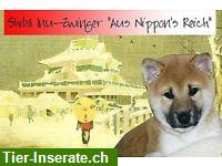 Bild 1: Shiba Inu Welpen vom Zwinger «aus Nippon's Reich»
