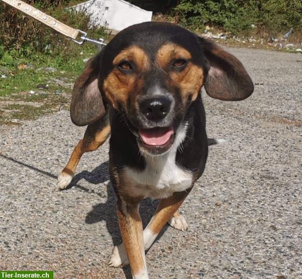 Bild 1: Mischlingshund Gigi aus Bulgarien sucht liebevolles Zuhause