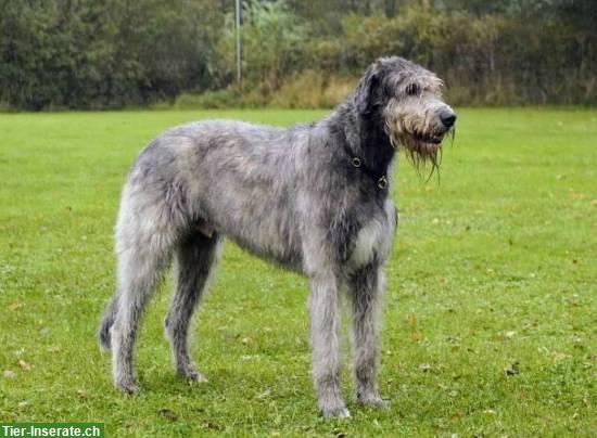 Bild 3: Irish Wolfhound Welpen aus Bayern, VDH, IWC
