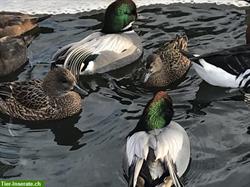 Enten - Zierenten - Wasserziergeflügel Nachzucht abzugeben