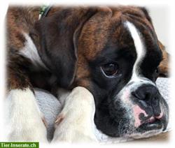 Hunde Themenabend online «Hunderasse: zu Risiken und Nebenwirkungen»