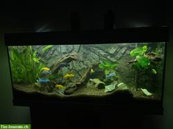 Aquarium Juwel 180 Liter / 2 Aquarien zu verkaufen