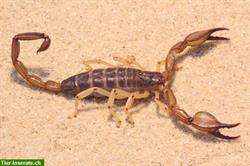 Nachzuchten des Oman-Skorpions Nebo whitei abzugeben