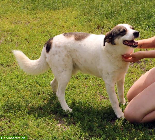 Bild 2: Lieber Hundesenior Skip sucht erf. Menschen mit Fingerspitzengefühl