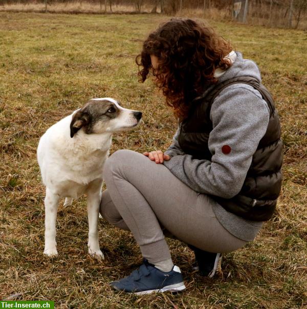 Bild 6: Lieber Hundesenior Skip sucht erf. Menschen mit Fingerspitzengefühl