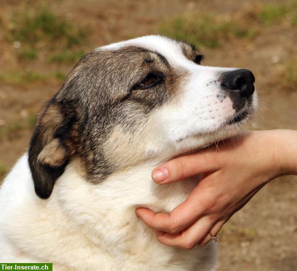 Bild 9: Lieber Hundesenior Skip sucht erf. Menschen mit Fingerspitzengefühl