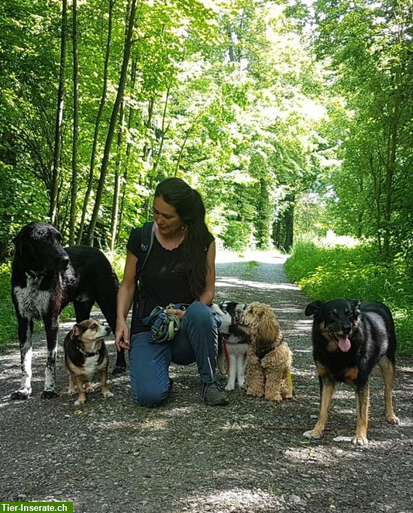 Bild 2: Liebevolle Hundetagesbetreuung, Umgebung Pfäffikon, Wetzikon, Uster