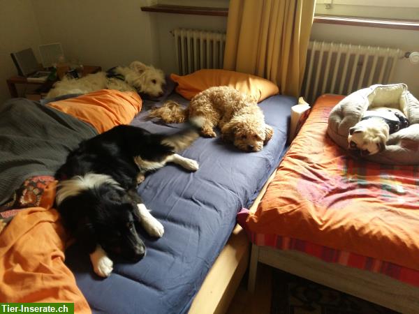 Bild 4: Liebevolle Hundetagesbetreuung, Umgebung Pfäffikon, Wetzikon, Uster
