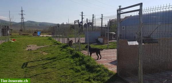 Bild 2: SHKR sucht CO-Tierheimleitung für Tierheim in Rumänien