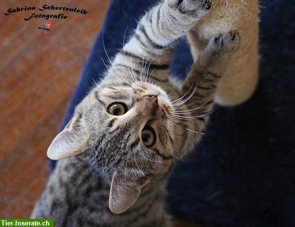 Bild 3: Katzenbetreuung in familiärer Tierpension zur kleinen Pfote