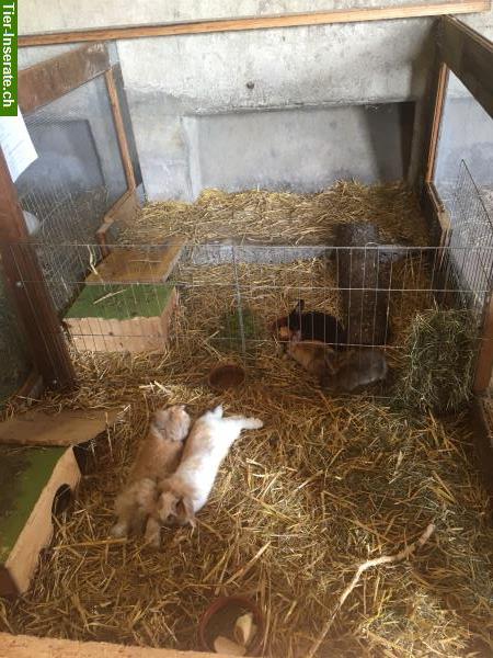 Bild 1: Ferienbetreuung für Kaninchen & Meerschweinchen auf Bauernhof